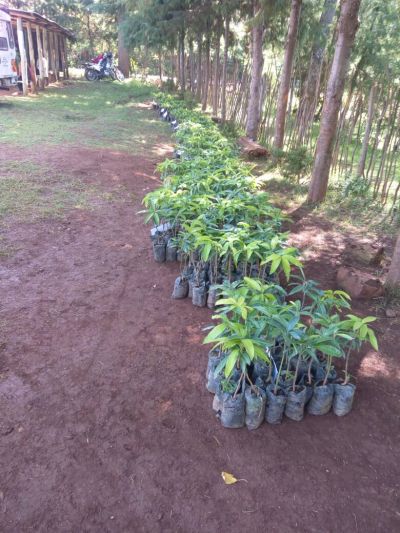Our 2017 Schools' Fruits Planting Program